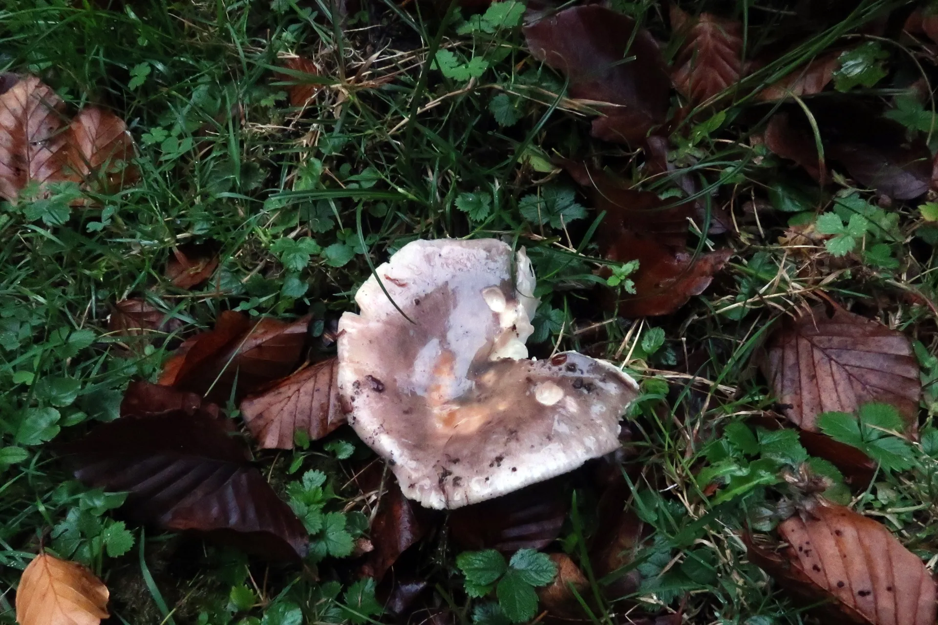 Russula cyanoxantha - 1 - IMG_3971